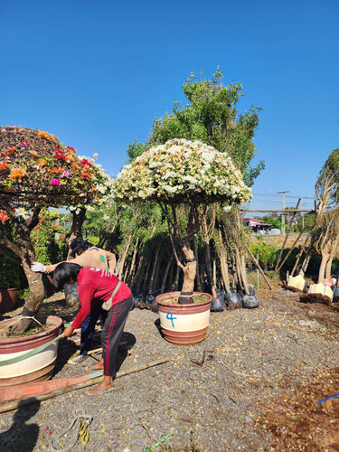 umbrella 8pp 250 280cm 686usd 2.jpg