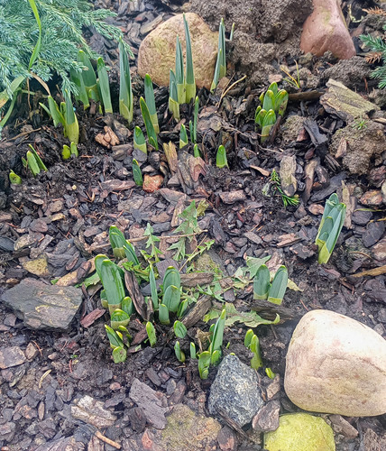 IMG 20240217 125751.jpg