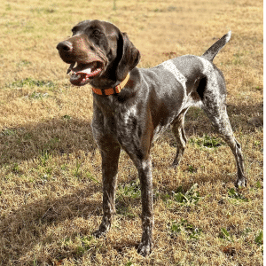 Professional K-9 Training & Working Dog | Custom Canine Unlimited.png