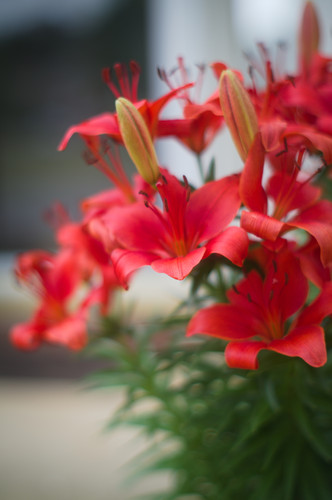 Red Lillies f1.2 RT