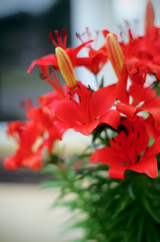 Red Lillies f1.2