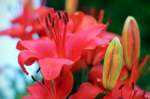 Red Lillies Detail