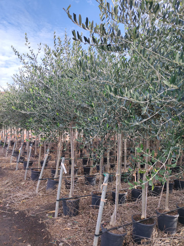 IMG 20240219 103839.jpg