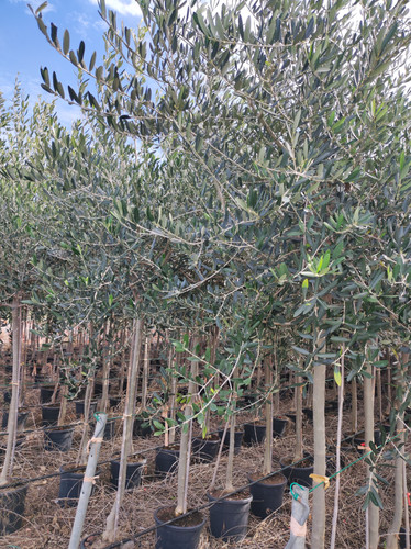 IMG 20240219 103841.jpg