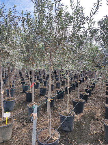 IMG 20240219 103736.jpg