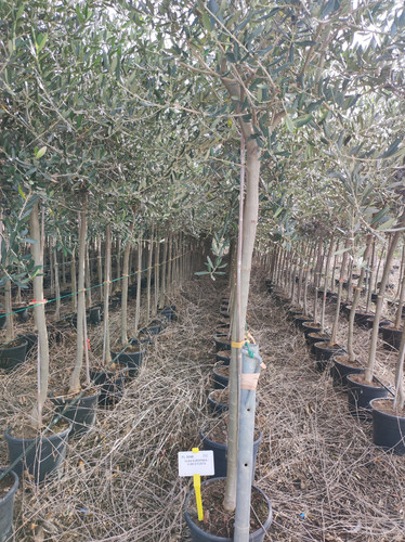 IMG 20240219 103837.jpg