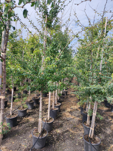 IMG 20240219 103702.jpg