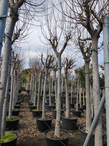 IMG 20240219 105531.jpg