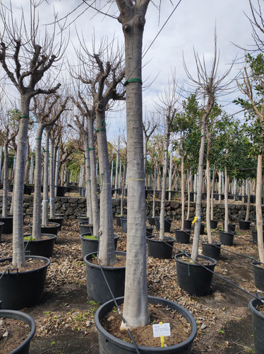 IMG 20240219 105525.jpg