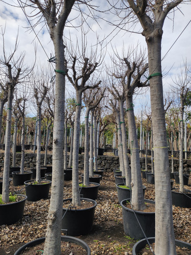 IMG 20240219 105527.jpg