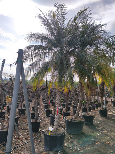 IMG 20240219 141230.jpg