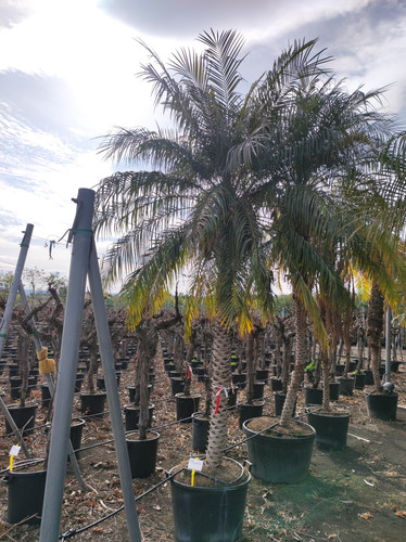 IMG 20240219 141232.jpg