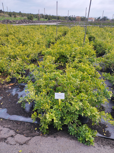 IMG 20240219 101156.jpg