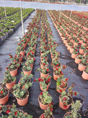 IMG 20240219 100939.jpg