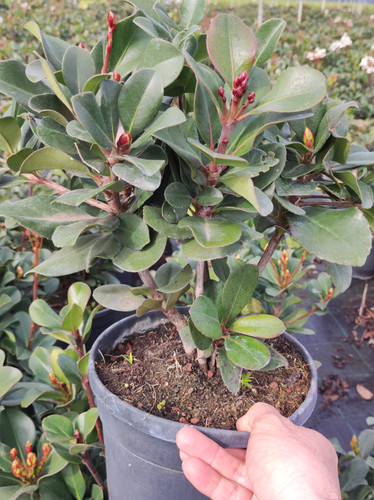 IMG 20240219 101324.jpg