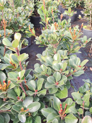 IMG 20240219 101320.jpg