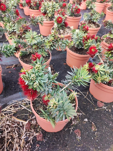 IMG 20240219 100935.jpg