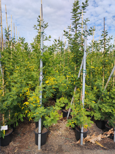 IMG 20240219 102053.jpg