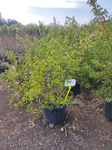 IMG 20240219 142927.jpg