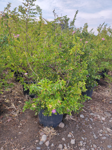 IMG 20240219 142921.jpg