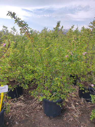 IMG 20240219 142924.jpg