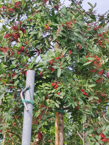 IMG 20240219 102438.jpg