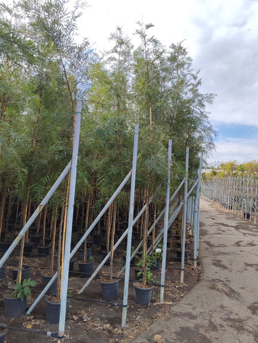 IMG 20240219 102413.jpg