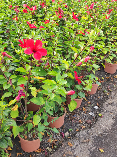 IMG 20240219 102631.jpg