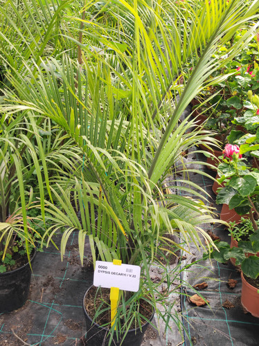 IMG 20240219 102700.jpg