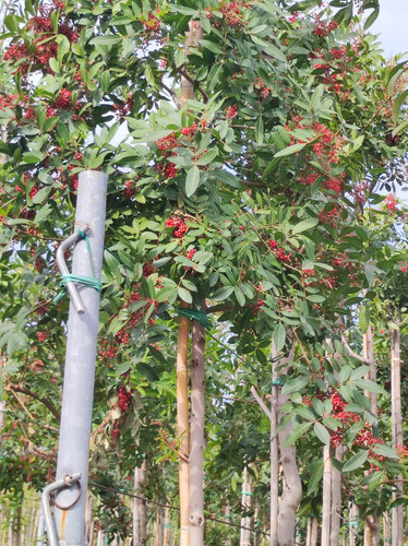 IMG 20240219 102441.jpg