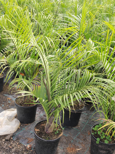 IMG 20240219 102703.jpg