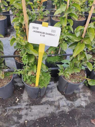 IMG 20240219 160727.jpg