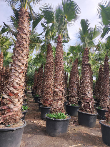 IMG 20240219 143131.jpg