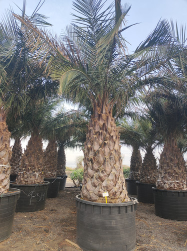 IMG 20240219 161845.jpg