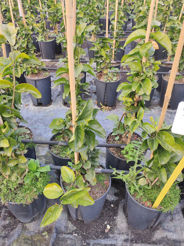 IMG 20240219 160729.jpg