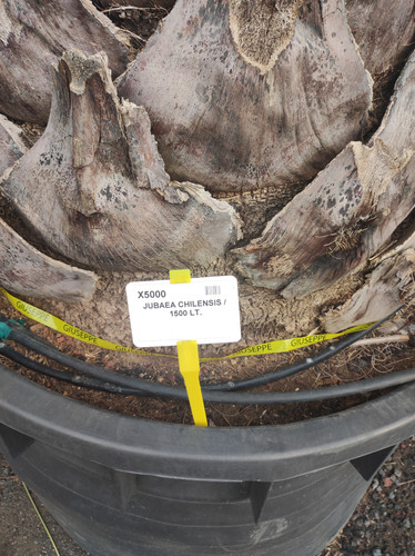 IMG 20240219 161838.jpg