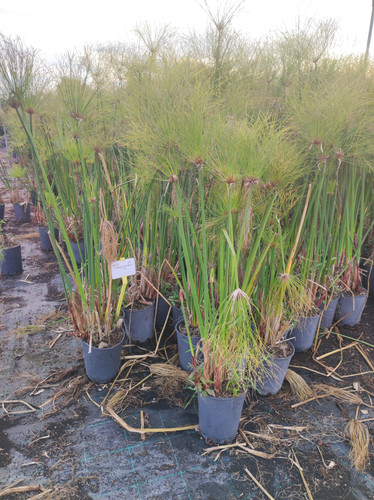 IMG 20240219 161127.jpg