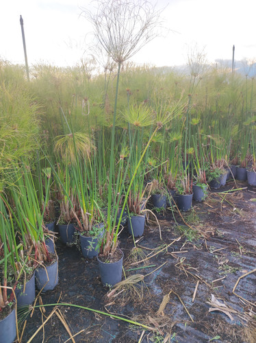 IMG 20240219 161129.jpg