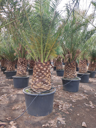 IMG 20240219 143214.jpg