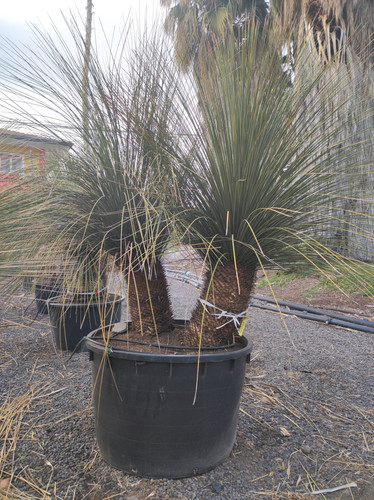 IMG 20240219 161758.jpg