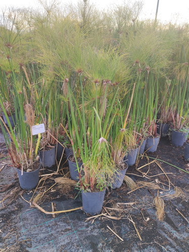 IMG 20240219 161125.jpg