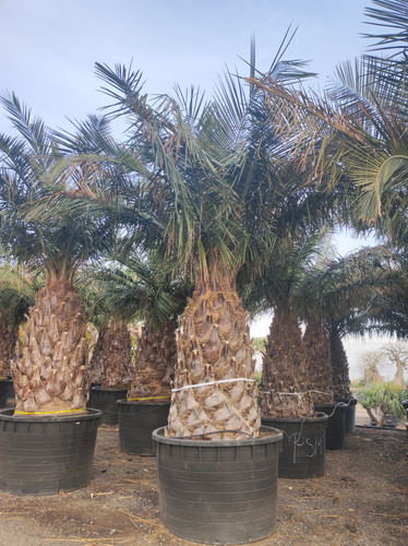 IMG 20240219 161847.jpg