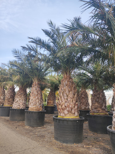 IMG 20240219 161851.jpg