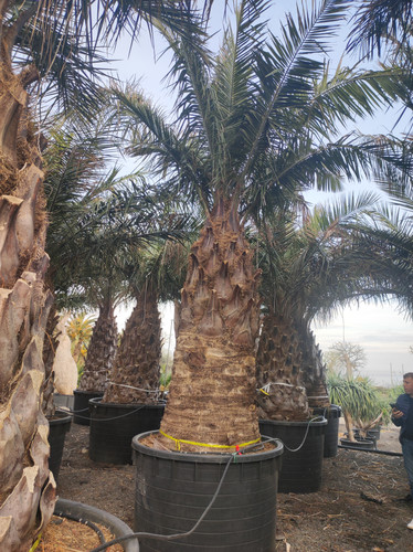 IMG 20240219 161925.jpg