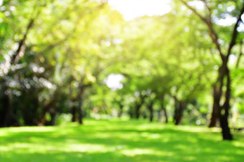 Blurred tree and lawn