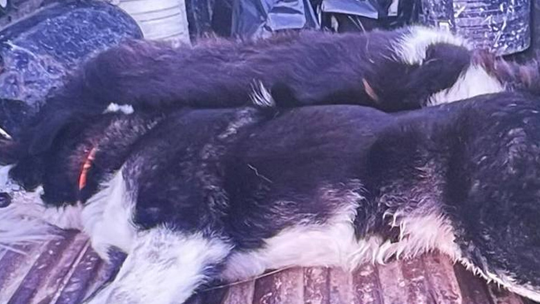 Φθιώτιδα: Μαζική δολοφονία αδέσποτων σκύλων στην Πελασγία JEnoSs4