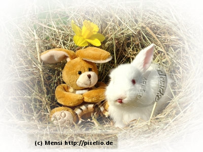 Mensi 228 pixelio.jpg