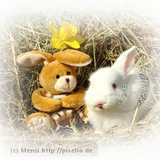 Mensi 228 pixelio.png