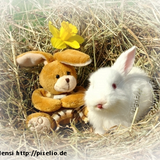 Mensi 228 pixelio.png