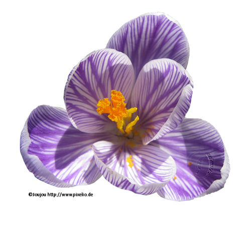 373678 R K B by Joujou pixelio.de.png